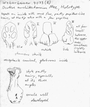 Vorschaubild Ocotea architectorum Mez